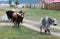 Mongolian cattle