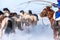 Mongolian cowboy in traditional costumes chasing wild horses on the ice