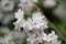 Mongolian Deutzia parviflora, close-up white flowers