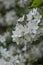 Mongolian Deutzia parviflora, sea of white flowers