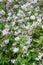 Mongolian Deutzia parviflora, white flowering bush
