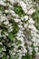 Mongolian Deutzia parviflora, white flowering shrub