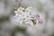 Mongolian Deutzia parviflora, white flowers close-up