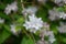 Mongolian Deutzia parviflora, white flowers close-up