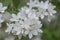 Mongolian Deutzia parviflora, white flowers in close-up