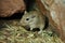 Mongolian Gerbil