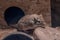 Mongolian gerbil Meriones unguiculatus or called desert rats is a small mammal