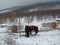 Mongolian gers (tents), horses, and the quiet winter valley at Bogd Khaan resort, Tuv province,Mongolia.