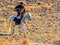 Mongolian Golden Eagle Hunter in traditional fox fur clothing sitting on horseback with the well trained golden eagle hunter on