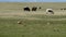 Mongolian herd of yaks cows bulls sarlyks grunting ox farm animals on pasture.