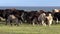 Mongolian herd of yaks cows bulls sarlyks grunting ox farm animals on pasture.