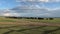 Mongolian herd of yaks cows bulls sarlyks grunting ox farm animals on pasture.