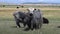 Mongolian herd of yaks cows bulls sarlyks grunting ox farm animals on pasture.