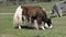 Mongolian herd of yaks cows bulls sarlyks grunting ox farm animals on pasture.