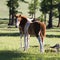 Mongolian Horse Foal