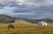 Mongolian horse in a landscape of northern mongolia