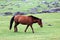 Mongolian horse in the Orkhlon Valley in Mongolia