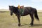 Mongolian Horse with Saddle