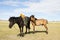 Mongolian Horse with Saddle