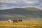 Mongolian horses in a landscape of northern mongolia