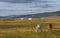 Mongolian horses in a landscape of northern mongolia