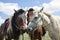 Mongolian Horses Saddled for Riding