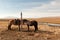 Mongolian horses tethered