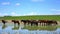 mongolian horses in vast grassland, mongolia