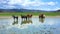 mongolian horses in vast grassland, mongolia