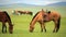 mongolian horses in vast grassland, mongolia