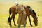 Mongolian Man Grooming Horse Steppe