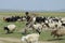 Mongolian man recalculates sheep before cutting wool for felt, circa Harhorin, Mongolia.