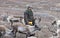 Mongolian man in a traditional deel walking with reindeers