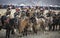 Mongolian nomad eagle hunters lined up on their horses