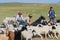 Mongolian people count cattle before cutting wool for felt in Harhorin, Mongolia.