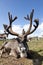 Mongolian Reindeer with big antlers