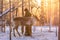 Mongolian Reindeer in Taica Bioecology at Khovsgol, Mongolia.