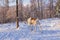 Mongolian Reindeer in Taica Bioecology at Khovsgol, Mongolia.