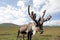 Mongolian reindeer in vast plains of northern Mongolia