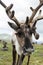 Mongolian reindeer in vast plains of northern Mongolia