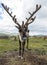 Mongolian reindeer in vast plains of northern Mongolia