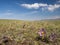 Mongolian steppe in bloom