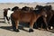 Mongolian Takhi horses in the silence of the Chuun Bogd valley, Gobi Desert, Mongolia.