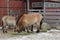 Mongolian wild Equus hemionus hemionus, also known as Mongolian khulan