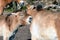 Mongolian wild horses