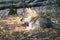 mongolian wolf in a deciduous forest in close up