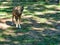 mongolian wolf with eye contact to the observer. relaxed predator photographed individually