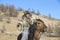 Mongolianman dressed in traditional clothing on a horse