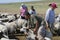 Mongolians recalculate sheep before cutting wool for felt, circa Harhorin, Mongolia.