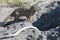 Mongoose with catched snake, Botswana, Africa.